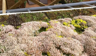 Vue sur la toiture végétalisée.