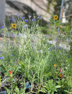 Les plantes dissimulées dans les pots des enfants poussent bien et fleurissent.