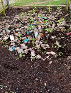 Début de la pousse des plantes dont les graines se trouvaient dans les pots des enfants. 