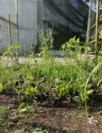 Les plantes dissimulées dans les pots des enfants poussent bien.